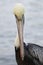 Closeup of a Brown Pelican - Cedar Key, Florida