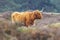 Closeup of brown red Highland cattle, Scottish cattle breed Bos