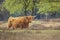 Closeup of brown red Highland cattle, Scottish cattle breed Bos taurus with big long horns