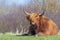 Closeup of brown red Highland cattle, Scottish cattle breed Bos taurus with big long horns