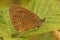 Closeup on the  brown ringlet buttterfly , Aphantopus hyperantus