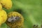 Closeup on a brown scentless platbug, Stictopleurus punctatonervosus sitting on a yellow Tansy flowerhead