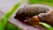 Closeup of brown slug