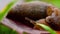 Closeup of brown slug