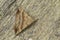 Closeup on the brown snout moth, Hypena proboscidalis sitting on wood