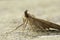 Closeup on the brown snout moth, Hypena proboscidalis sitting on wood