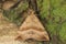 Closeup on a brown snouth moth, Hypena proboscidalis with open wings