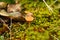 Closeup of brown-spore saprobic fungi Galerina in grass