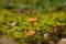 Closeup of brown-spore saprobic fungi Galerina in grass