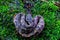 Closeup of brown-spotted pit viper (Protobothrops mucrosquamatus) snake resting on green mossy rock