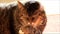 Closeup brown tabby cat