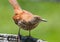 Closeup of Brown Thrasher Bird