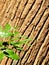 Closeup of brown tree trunk background