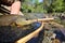 Closeup of brown trout fish