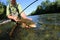 Closeup of brown trout in fisherman\'s hands