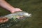 Closeup of brown trout in river