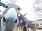 Closeup. Brown and white donkeys standing behind a fence with wooden panels with their heads stuck through under the top panel.