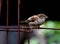 Closeup of a brown wren bird sitting on a metal fence