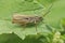 Closeup on the brownb upland field grasshopper, Chorthippus apricarius sitting on a green leaf