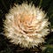 Closeup of bud of cycas revoluta