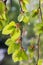 Closeup of budding green beech leaves, blurry background