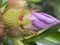 Closeup of Budding Purple Flower