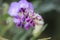 Closeup of budding tiny purple flowers