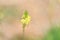 Closeup of budding tiny yellow flowers