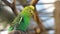 Closeup of a budgerigar parrot, popular colourful parakeet specie from Australia