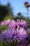 A closeup of the buds of autumn flowers called indian summer