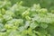 Closeup of buds on a creeping gloxinia plant