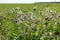 Closeup of buds, flowers and overblown seed heads of thistle plants in backlit