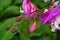 Closeup Buds of Orchid Flower with Blurry Green Foliage in background