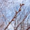 Closeup of buds on tree branches swelling in anticipation of spring