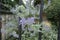 Closeup of buds and violet flowers of Caryopteris clandonensis