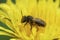 Closeup on a Buff-tailed Mining Bee,Andrena humilis sitting on a yellow dandelion flower