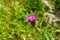 Closeup of bugs on a purple thistle in a green field