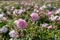 Closeup of bulgarian pink rose in a garden