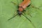 Closeup on a bulke Red-brown Longhorn Beetle , Corymbia or Stictoleptura rubra on a green leaf