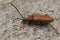 Closeup on a bulke Red-brown Longhorn Beetle , Corymbia or Stictoleptura rubra on wood