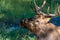 Closeup of bull elk