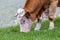 Closeup bull grazing at mountain field portrait