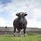 Closeup of bull standing in green meadow near old stable building in the netherlands