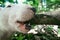 Closeup of bull terrier biting the tree