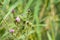 Closeup of bull thistle flowers in bloom with selective focus on foreground