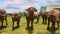 Closeup Bulls Flock Ruminate on Green Grass Tropical Meadow