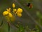 Closeup of bumble bee hovering over yellow flower Vilcabamba Ecuador