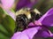 Closeup of a Bumble Bee on Pink Fire Weed