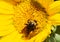 Closeup of a Bumble Bee pollinating a freshly opened Sunflower