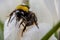 Closeup, bumblebee on Crocus